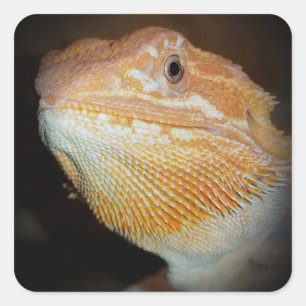 Bartard Dragon Lizard Sticker