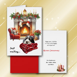 Bartcollie-Hund wartet auf Weihnachten