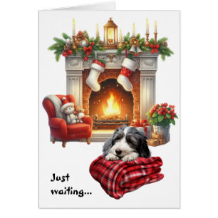 Bartcollie-Hund wartet auf Weihnachten