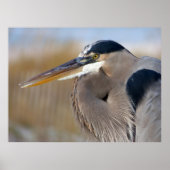 Bartded Heron Poster (Vorne)