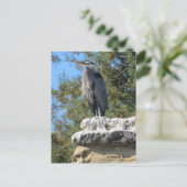 Bartded Heron Postkarte (Stehend Vorderseite)