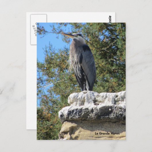 Bartded Heron Postkarte (Vorne/Hinten)