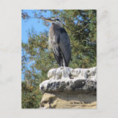 Bartded Heron Postkarte (Vorderseite)