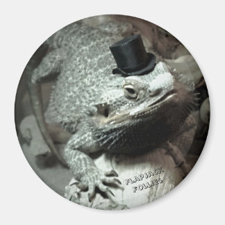 Bartdrache in einem Top Hat Magnet
