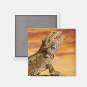 Bartdrache (Pogona Vitticeps) auf Felsen, Magnet (Vorderseite/Rückseite)