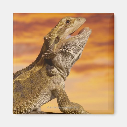 Bartdrache (Pogona Vitticeps) auf Felsen, Magnet (Vorne)