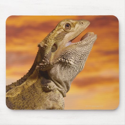 Bartdrache (Pogona Vitticeps) auf Felsen, Mousepad (Vorne)