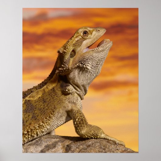 Bartdrache (Pogona Vitticeps) auf Felsen, Poster (Vorne)
