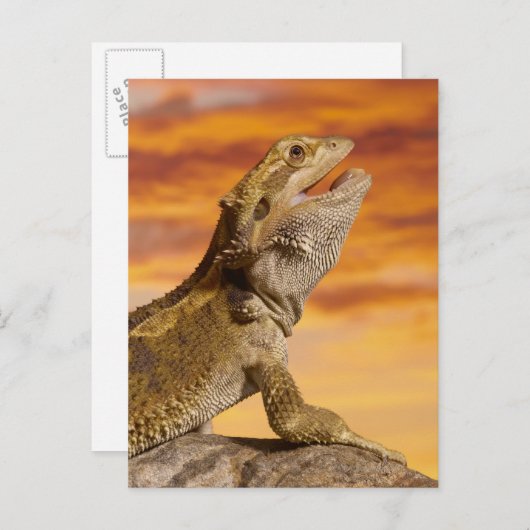 Bartdrache (Pogona Vitticeps) auf Felsen, Postkarte (Vorne/Hinten)