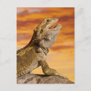 Bartdrache (Pogona Vitticeps) auf Felsen, Postkarte