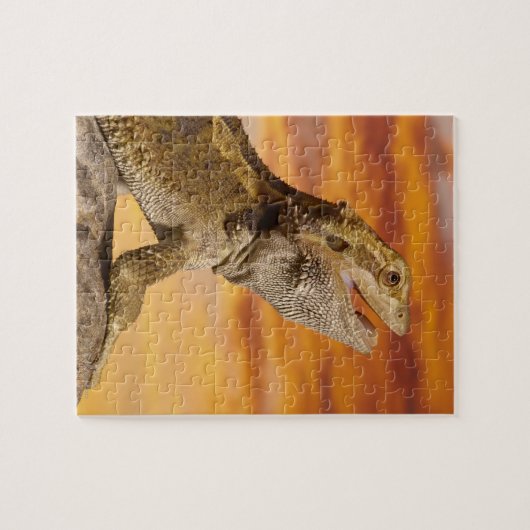 Bartdrache (Pogona Vitticeps) auf Felsen, Puzzle (Horizontal)