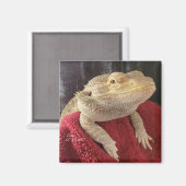 Bartdrache Schwarz und Roter Platz Magnet (Vorderseite/Rückseite)