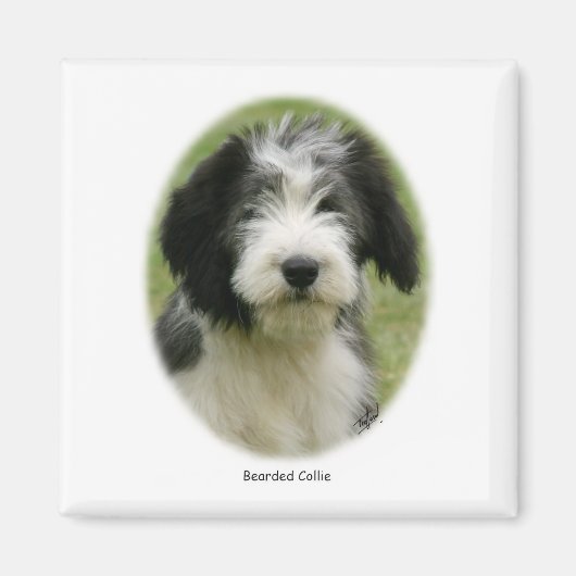 Barted Collie 9Y049D-018 Magnet (Vorne)