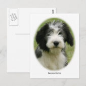 Barted Collie 9Y049D-018 Postkarte (Vorne/Hinten)
