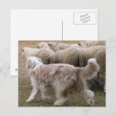 barted collie working.png postkarte (Vorne/Hinten)