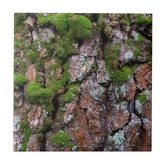 Bartenbaum Fliese (Vorderseite)