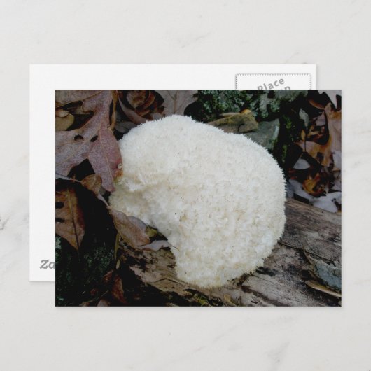 Bartentuch (Hericium erinaceus) Postkarte (Vorne/Hinten)