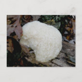 Bartentuch (Hericium erinaceus) Postkarte (Vorderseite)