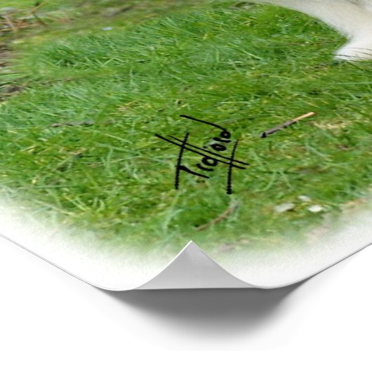 Bartete Collie 8R002D-16 Poster (Ecke)