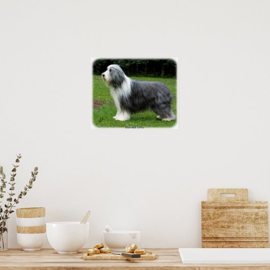 Bartete Collie 8R002D-16 Poster (Küche)