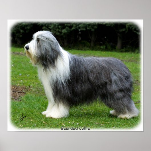 Bartete Collie 8R002D-16 Poster (Vorne)