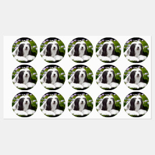 Bartete Collie Malerei - Niedliche Original Hunde Etiketten