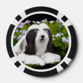 Bartete Collie Malerei - Niedliche Original Hunde Pokerchips (Rückseite)