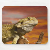 Bartete Drache (Pogona Vitticeps) auf Zweig, Mousepad (Vorne)