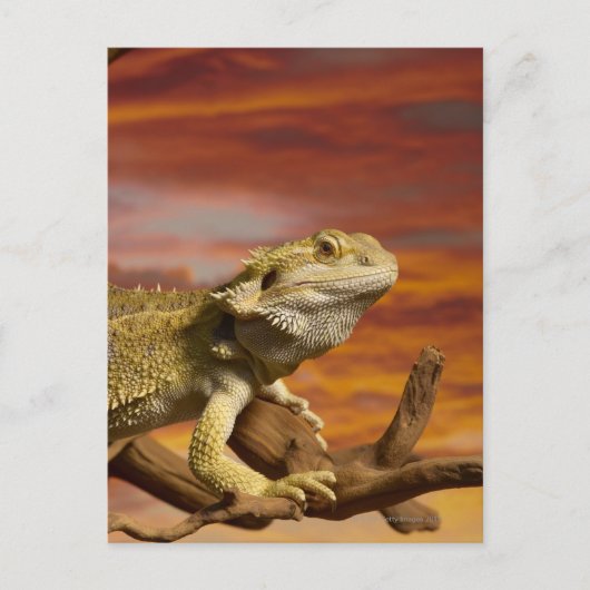 Bartete Drache (Pogona Vitticeps) auf Zweig, Postkarte (Vorderseite)