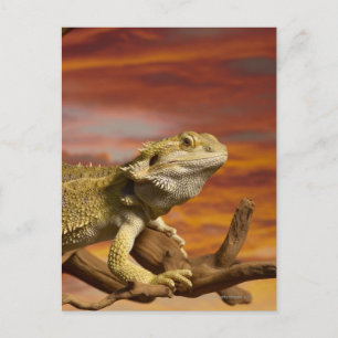 Bartete Drache (Pogona Vitticeps) auf Zweig, Postkarte
