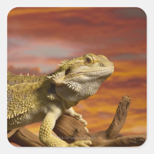 Bartete Drache (Pogona Vitticeps) auf Zweig, Quadratischer Aufkleber (Vorderseite)