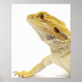 Bartete Drache (Pogona Vitticeps) Poster (Vorne)