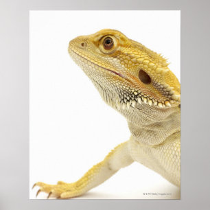 Bartete Drache (Pogona Vitticeps) Poster