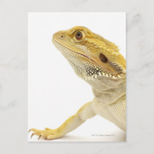 Bartete Drache (Pogona Vitticeps) Postkarte
