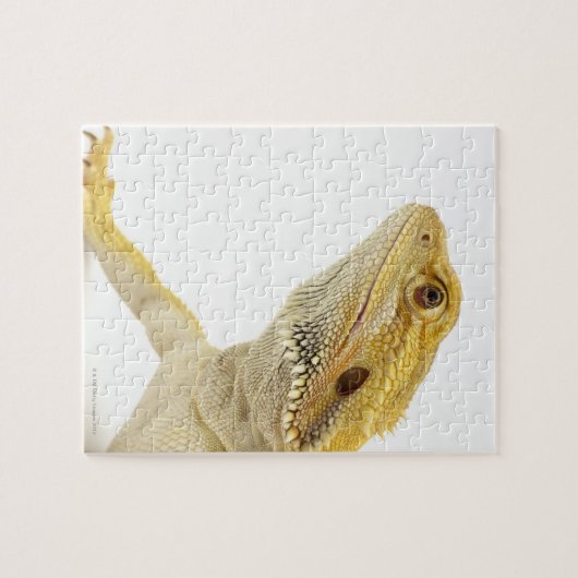 Bartete Drache (Pogona Vitticeps) Puzzle (Horizontal)
