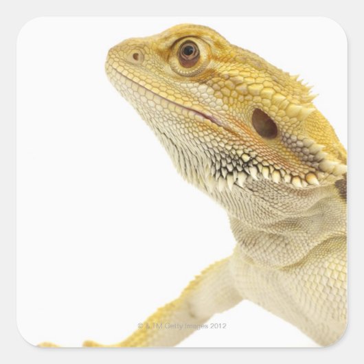 Bartete Drache (Pogona Vitticeps) Quadratischer Aufkleber (Vorderseite)