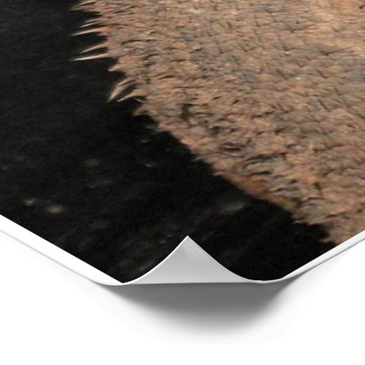 Bartete Drachen Poster (Ecke)