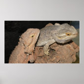 Bartete Drachen Poster (Vorne)