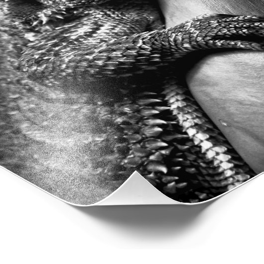 Bartete Dragon fotografisches Poster (Ecke)