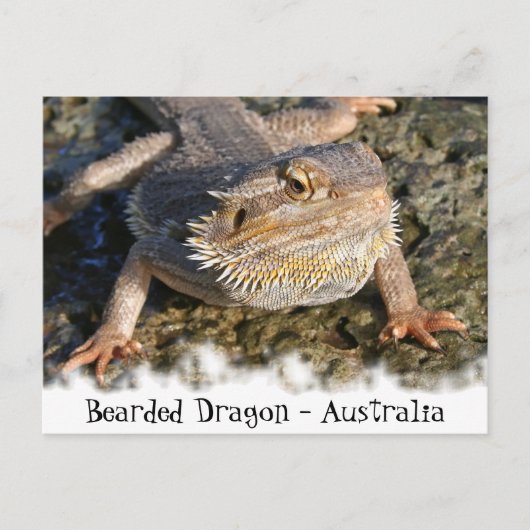 Bartete Dragon-Serie Postkarte (Vorderseite)