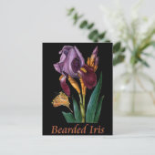 Bartete Iris-Blume Postkarte (Stehend Vorderseite)