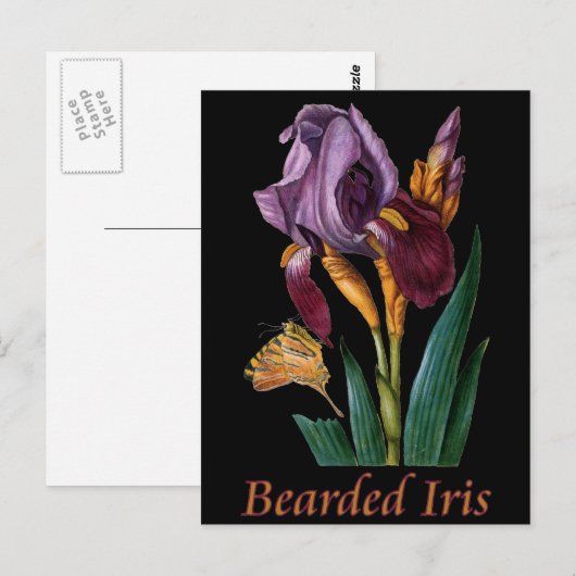 Bartete Iris-Blume Postkarte (Vorne/Hinten)