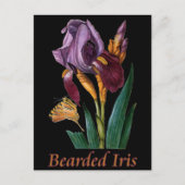 Bartete Iris-Blume Postkarte (Vorderseite)