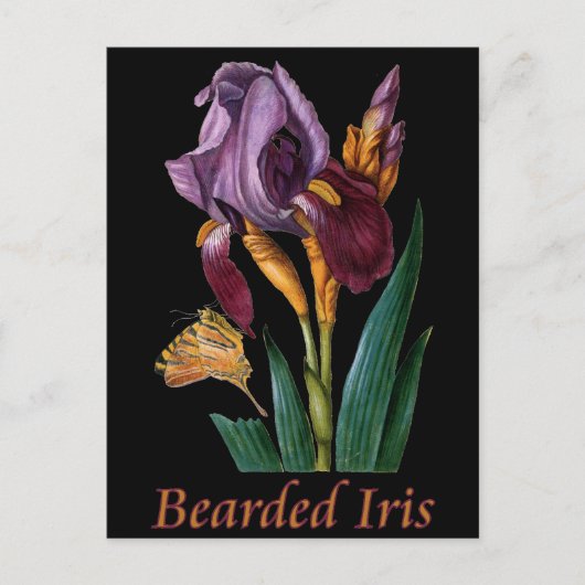 Bartete Iris-Blume Postkarte (Vorderseite)