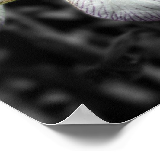 Bartete Iris-Blume - Teilfarbigkeit Poster (Ecke)