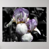 Bartete Iris-Blume - Teilfarbigkeit Poster (Vorne)