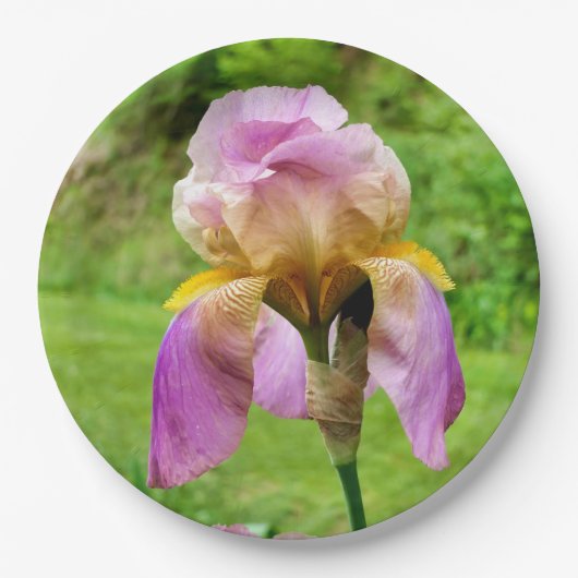 Bartete Iris-Papierplatte Pappteller (Vorderseite)