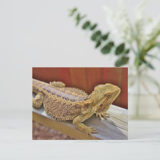 Barteter Drache 2 Postkarte (Stehend Vorderseite)