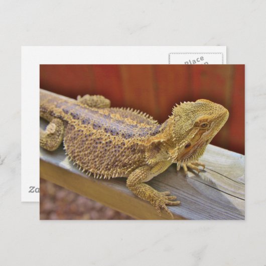 Barteter Drache 2 Postkarte (Vorne/Hinten)