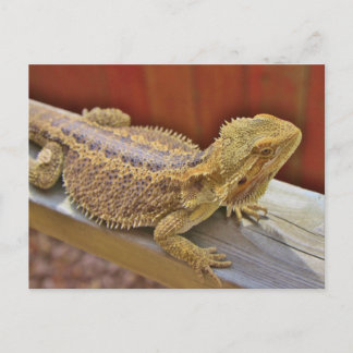 Barteter Drache 2 Postkarte